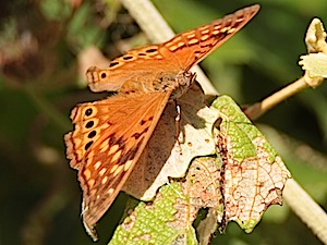 Tawny Emperor - Asterocampa clyton - Berry Springs Park and Preserve